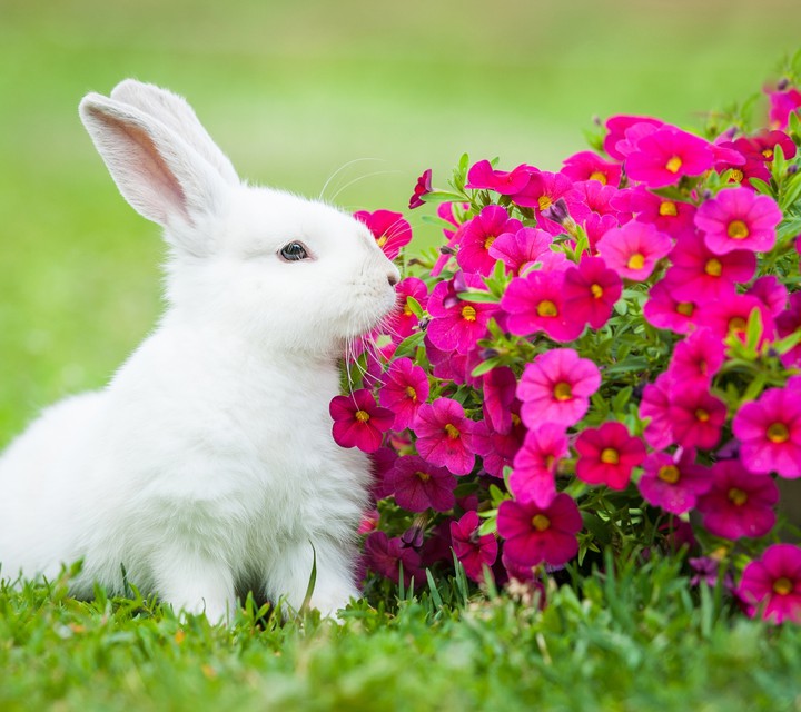 A rabbit