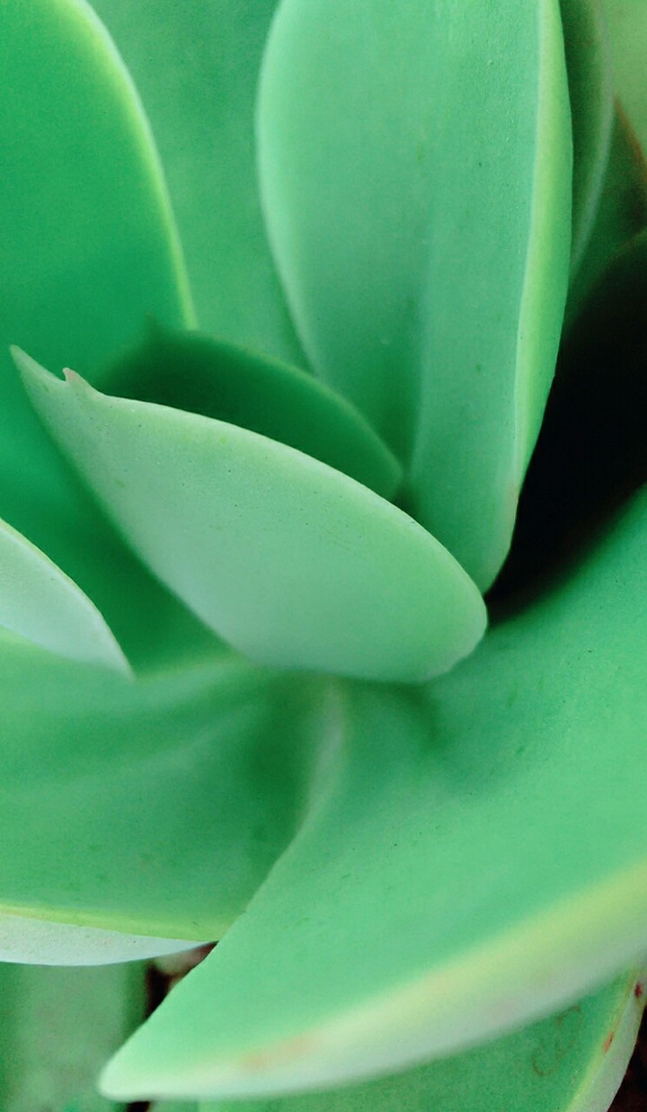 Suculenta