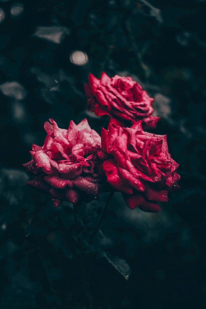 ? rose