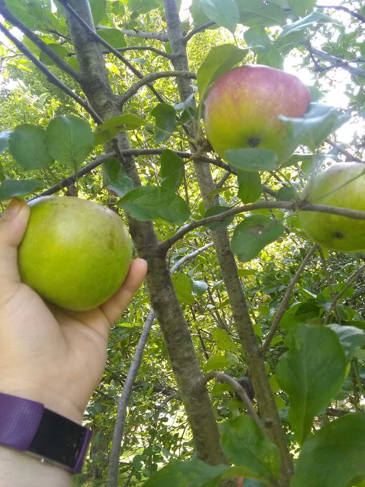 Apple Tree