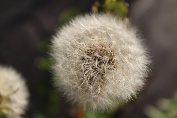 wish