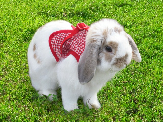 plump Easter bunny