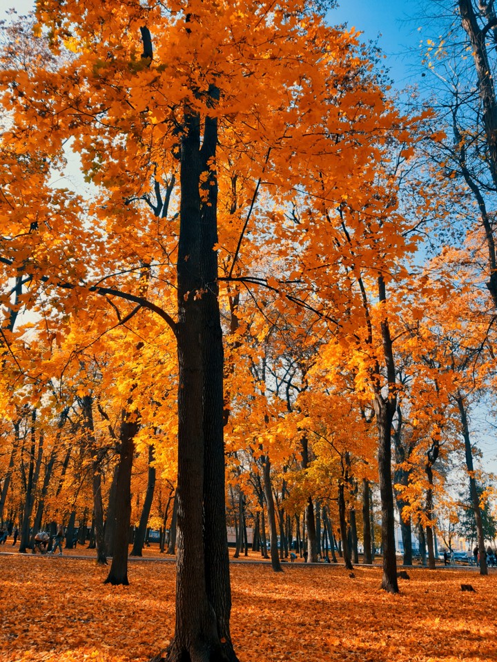 my autumn