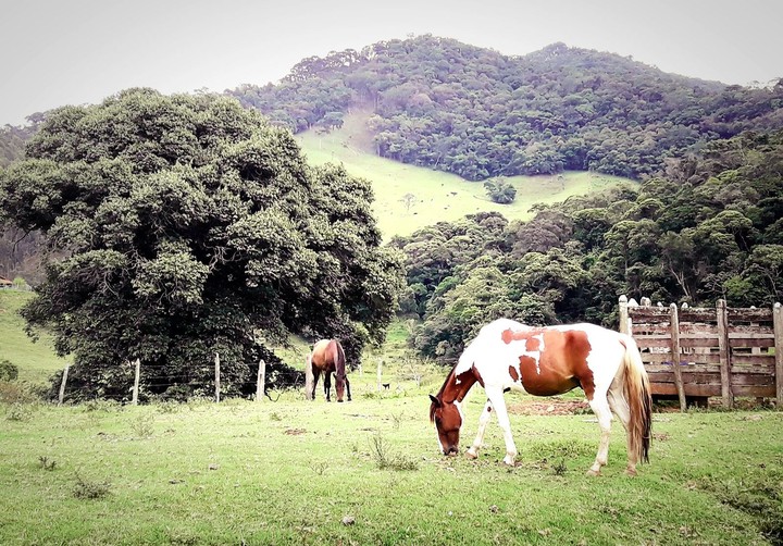 Horse