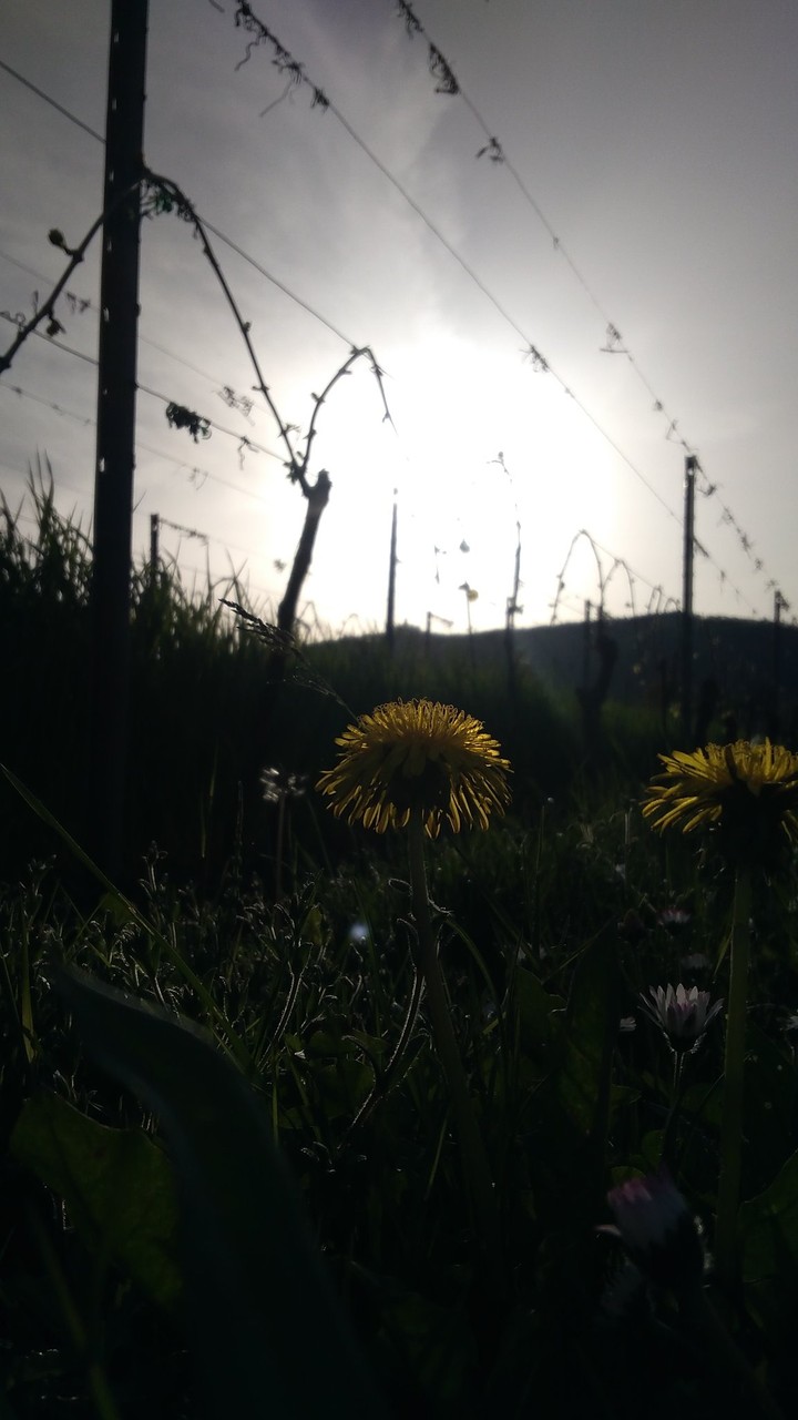 Golden Dandelion