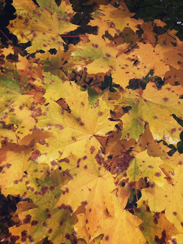 autumn
