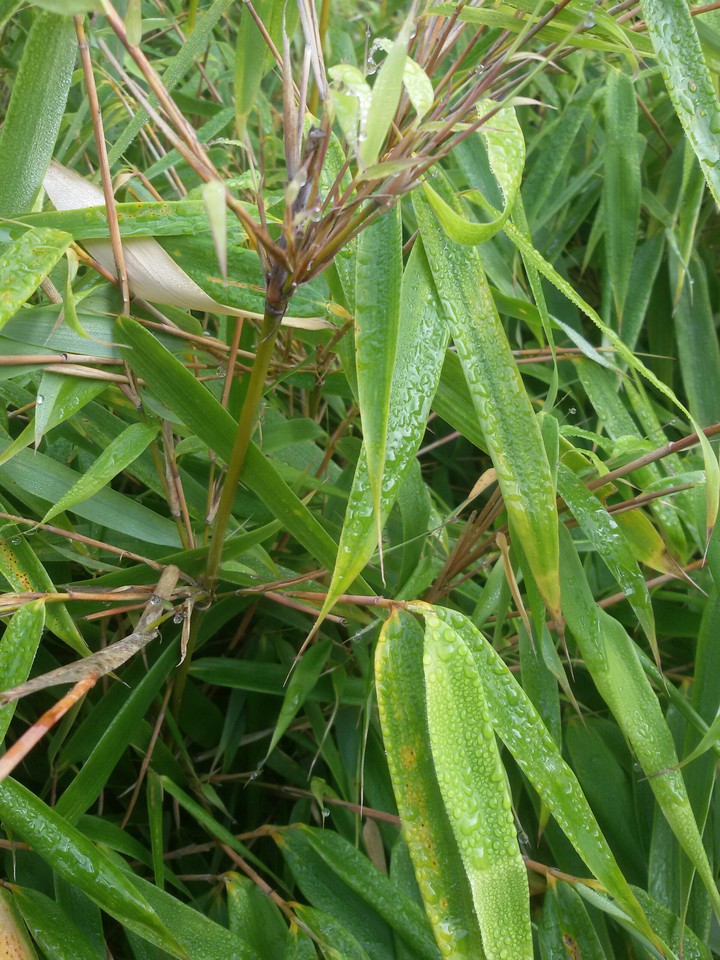 Kleiner Bambus