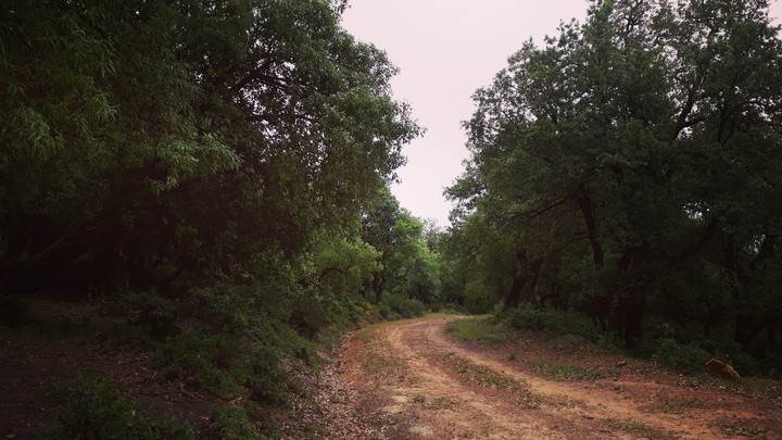 Mizrana forest