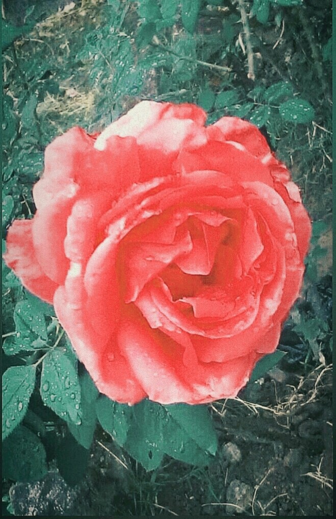 BOTANICAL GARDEN