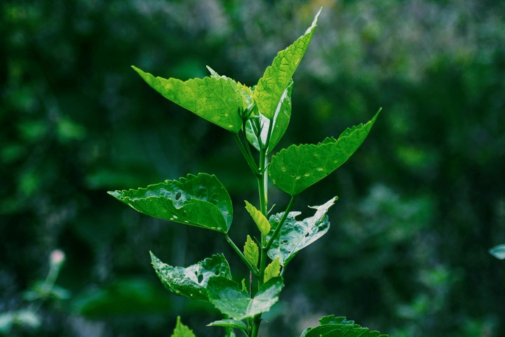 leaf