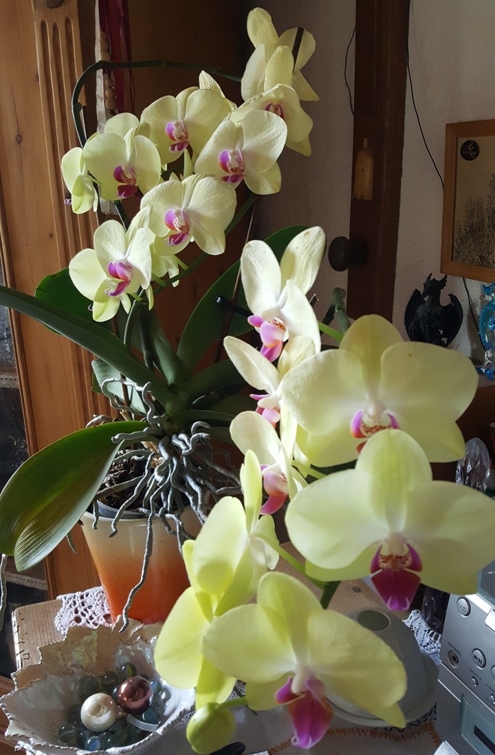 flowers"Orchidee"