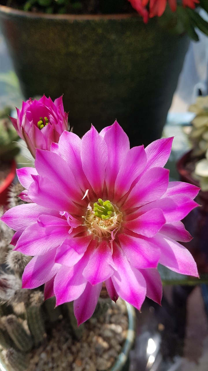cactus