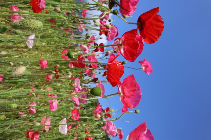 poppies*