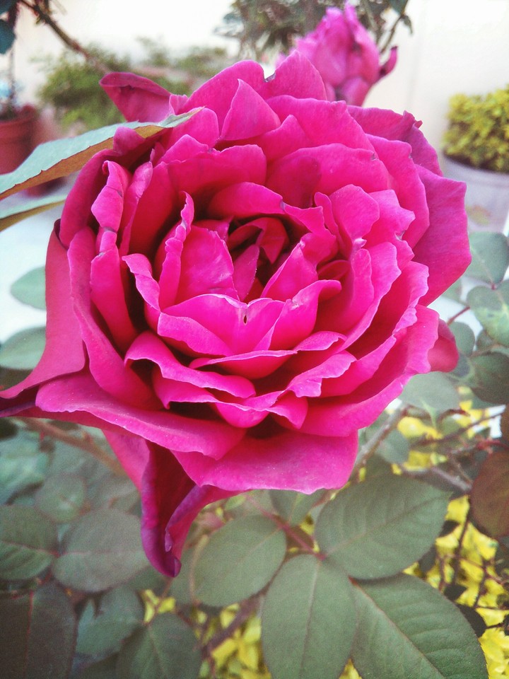 Rosas con memoria