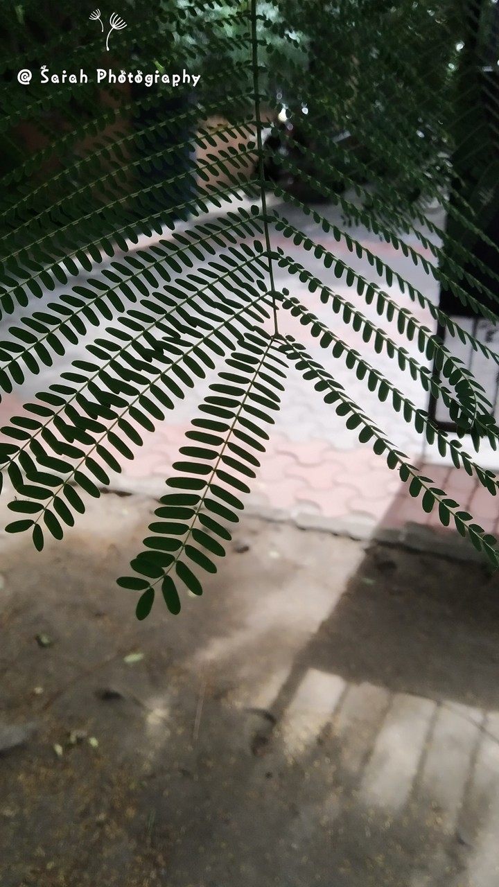 leaf?