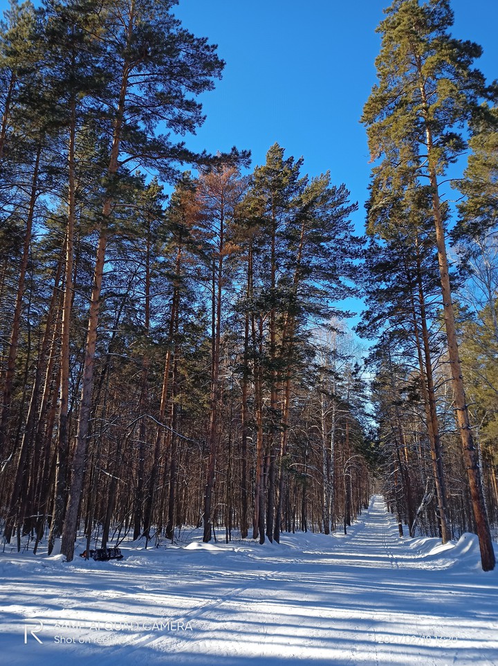 дорога в лес