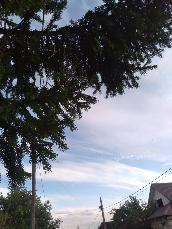 tree ?