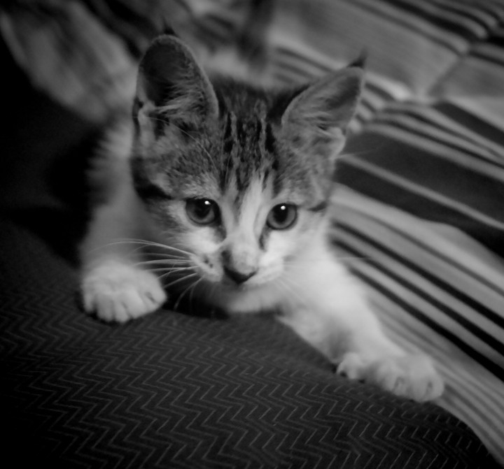 고양이