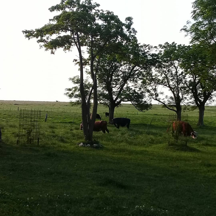 campo