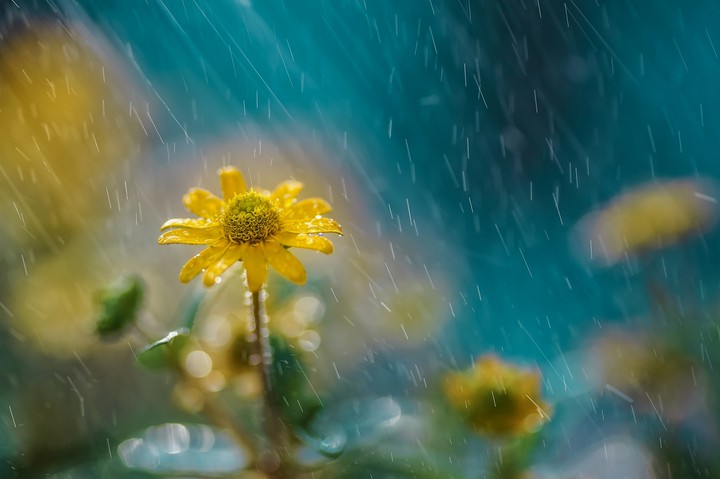 Rainy