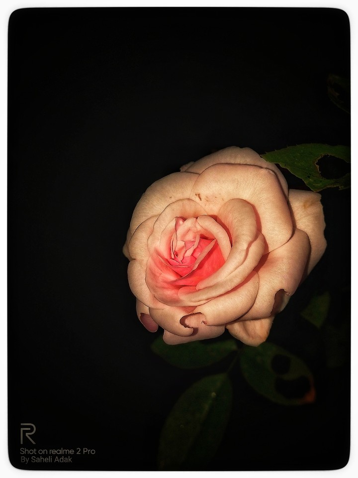 rose