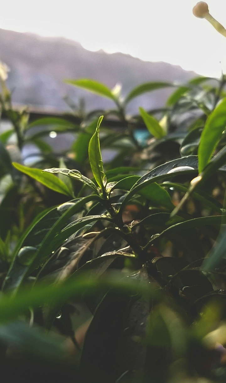 Nature
