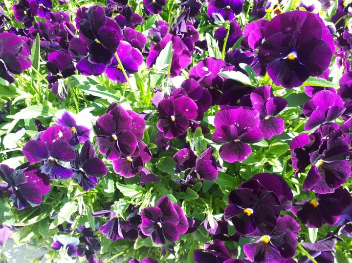 spring in Shiraz