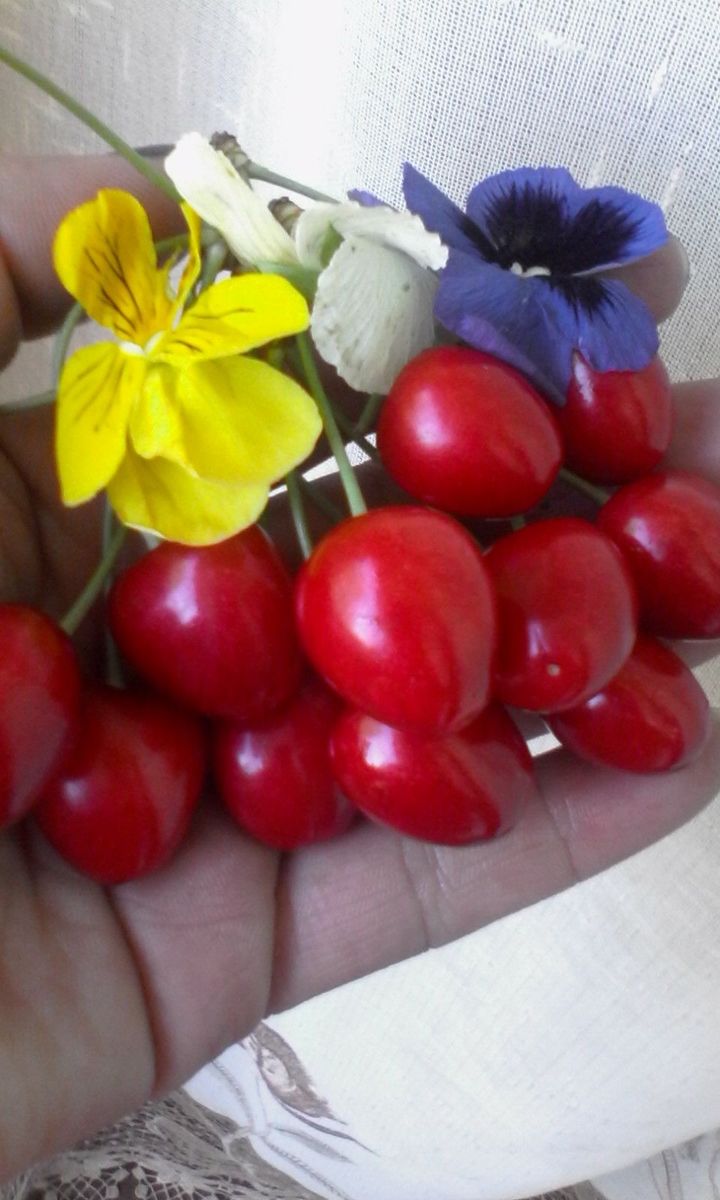 gilas