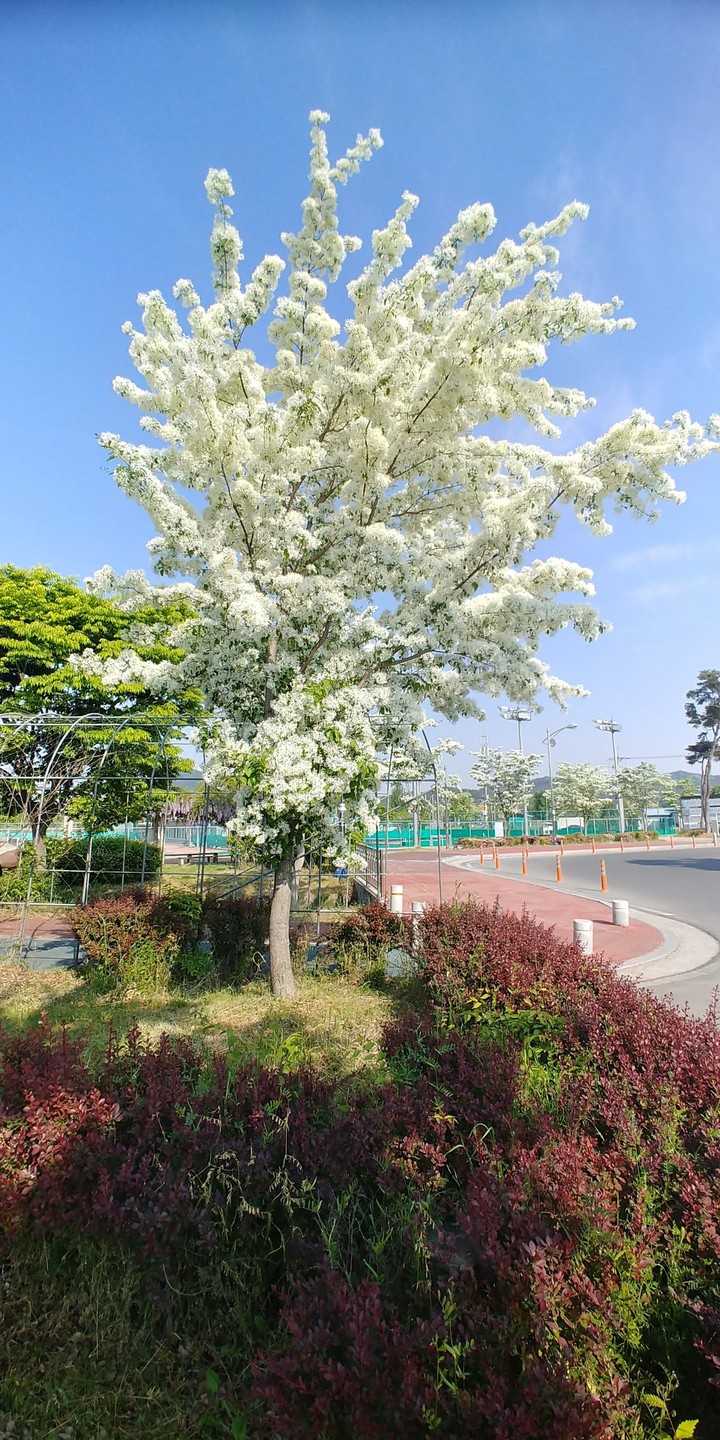 봄꽃
