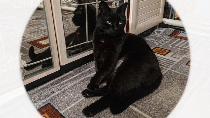 кот