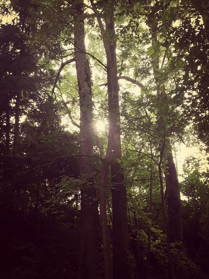 Forest