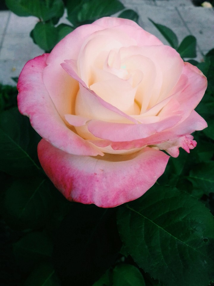 rose