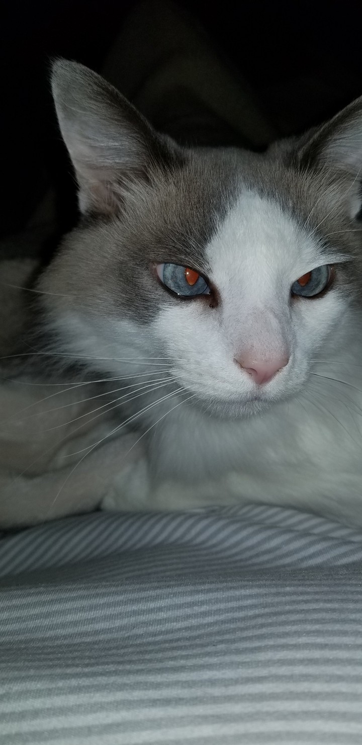 fire eye