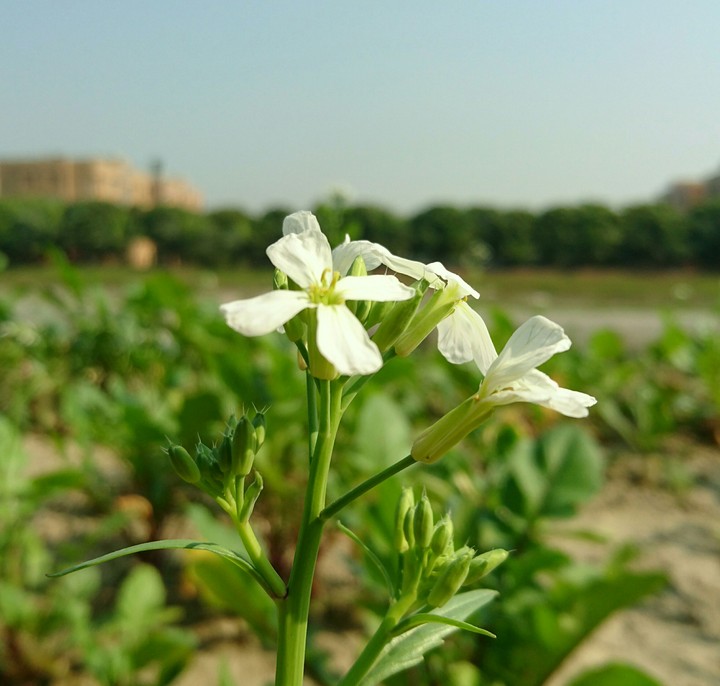 Wild Flower