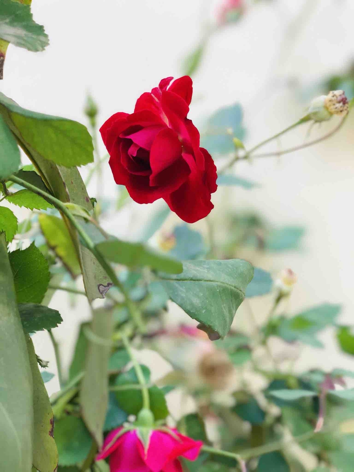 flowers and nature