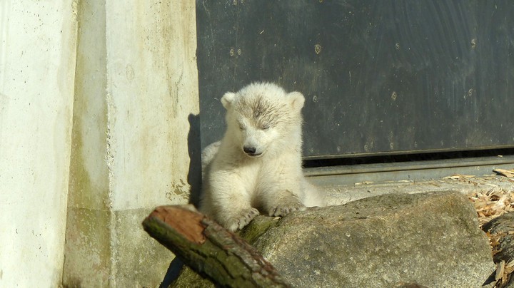 Tierpark Hellabrunn 2014
