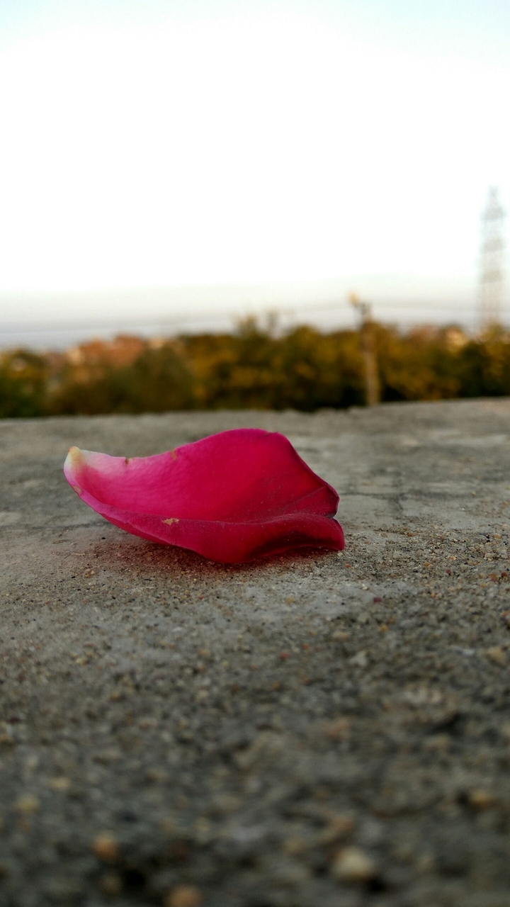 Petal