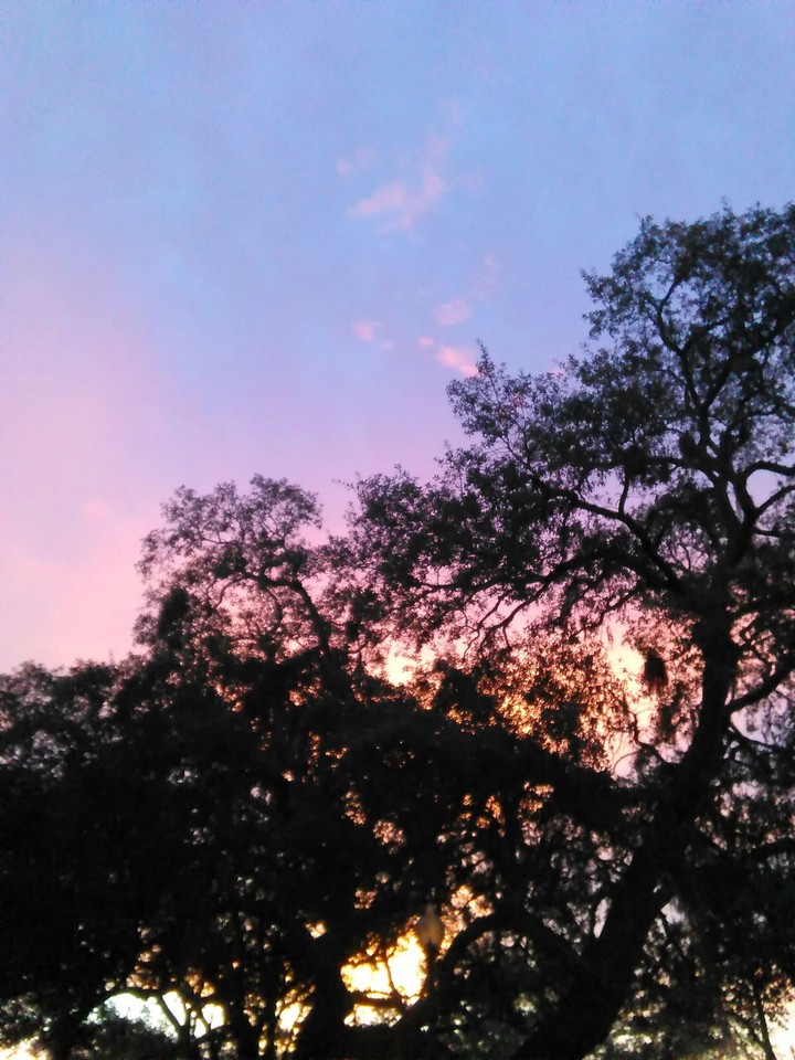 Purple over a tree