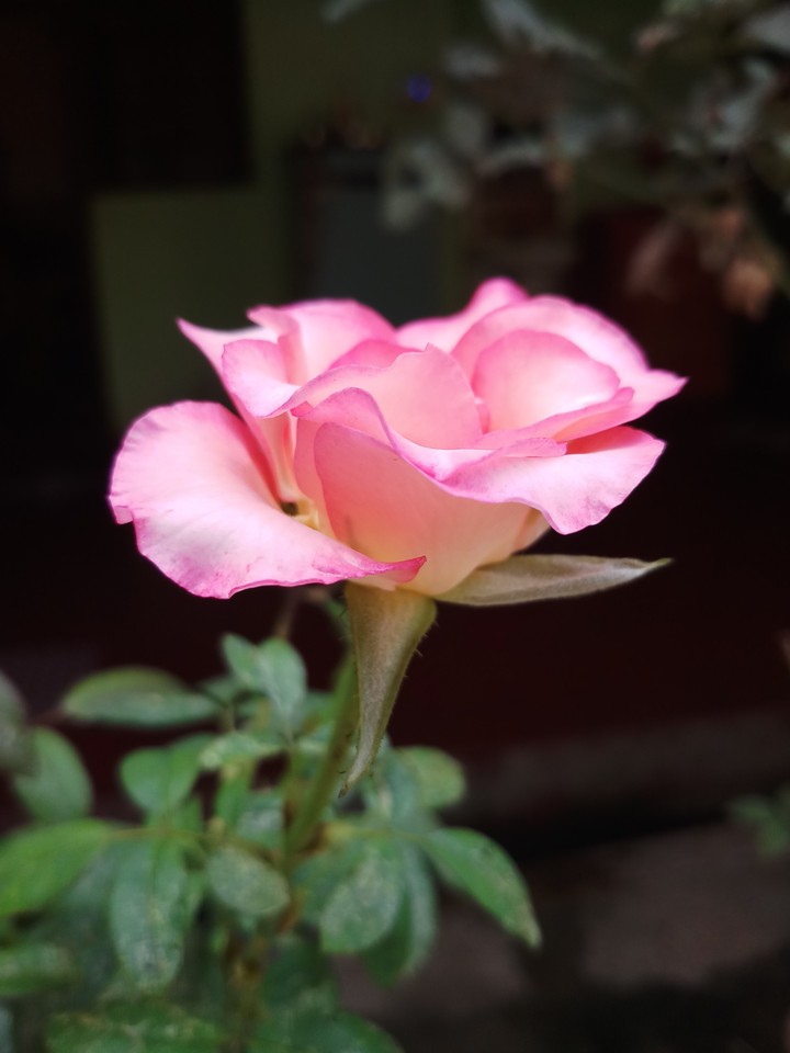 pink rose