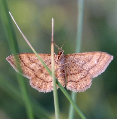 sfondi arthropod, wing