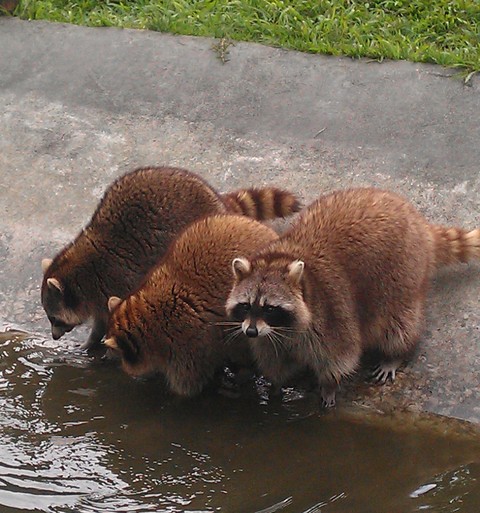 how cute the animals were.