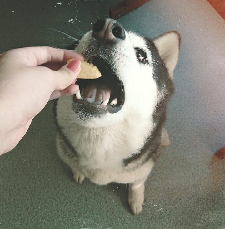 Husky Maiya