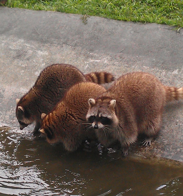 how cute the animals were.