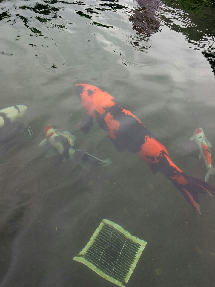 Koi fish