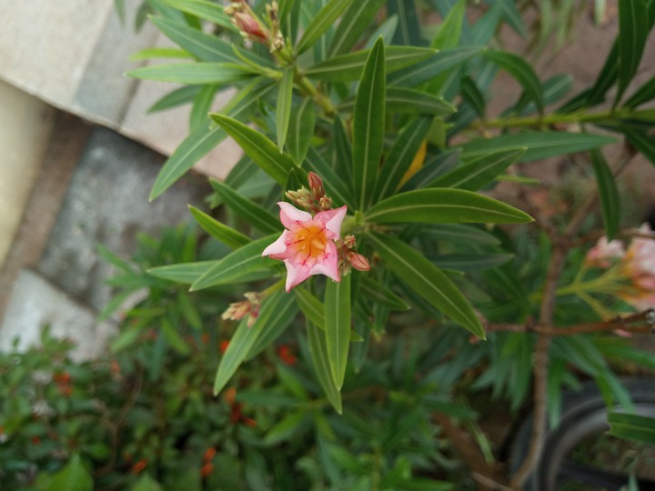 Nerium plant ... flower