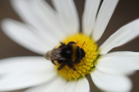 тапети flower, insect