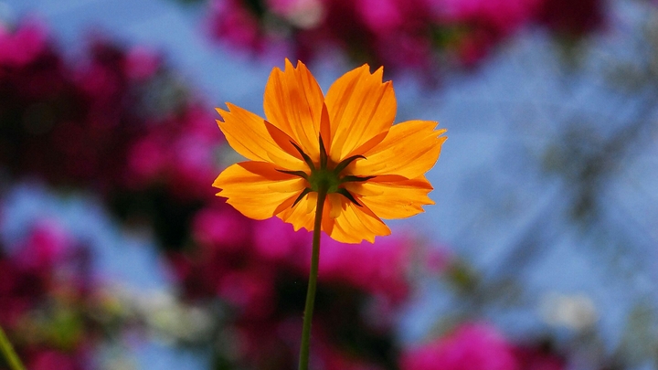 Alone but beautyful;)