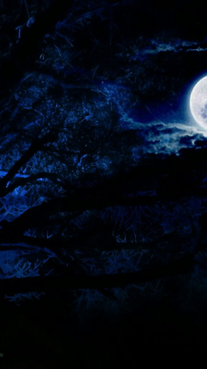 Moonlit Night