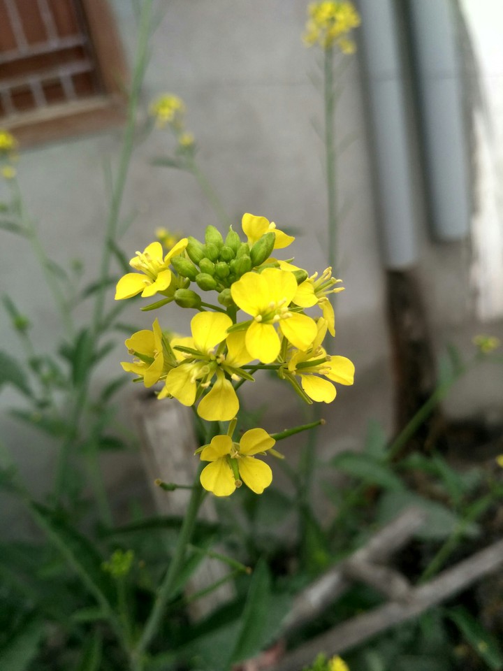 flower