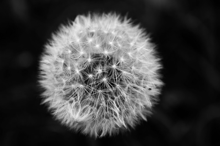 dandelion